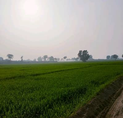 Agricultural Land Of 8000 Kanal For sale In Mankera Road