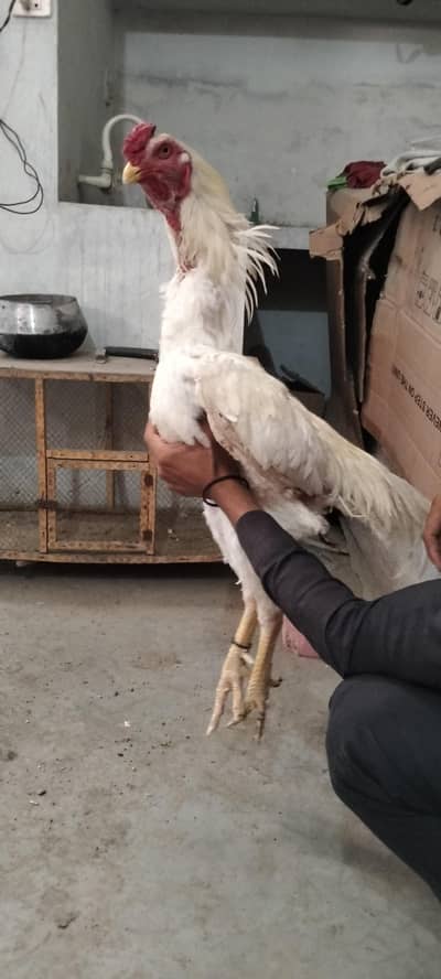 Pure O Shamo Male For Sale