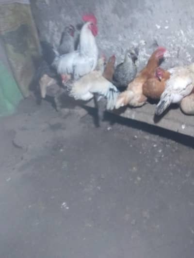 hens for sale location chakwal