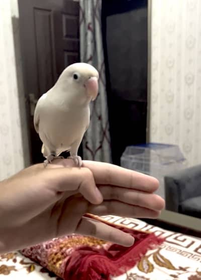 Full hand tame lovebird | No bite friendly lovebird