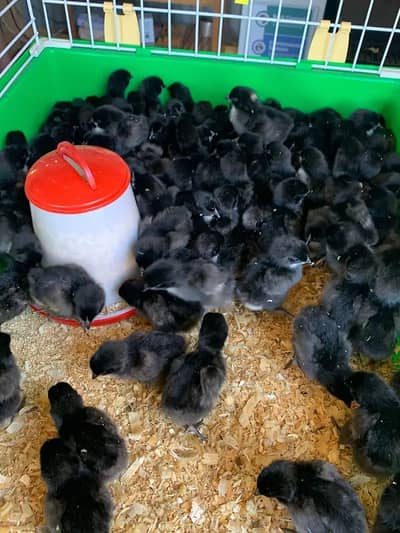 Australorp chicks | Black australorp chicks | pure australorp