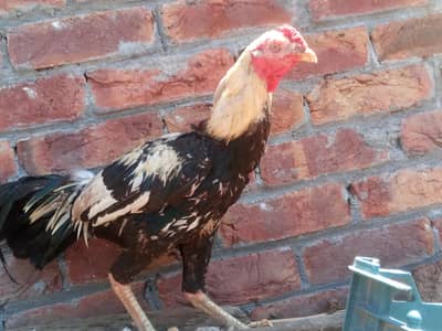 Aseel breeder (miianwali)