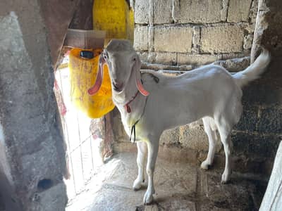 4 danth h Tapra Ando Bakra | 4 Dand | Goat | Qurbani | 2 Dant | بکراta