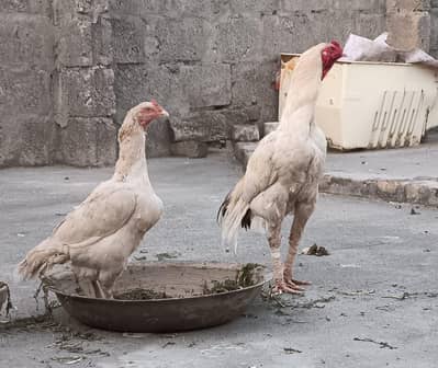 Aseel patha for sale Sindhi Aseel