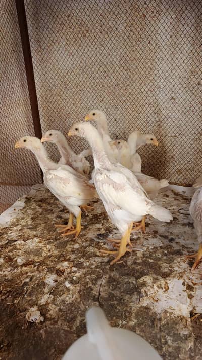 Top Quality White O Shamo chicks available f