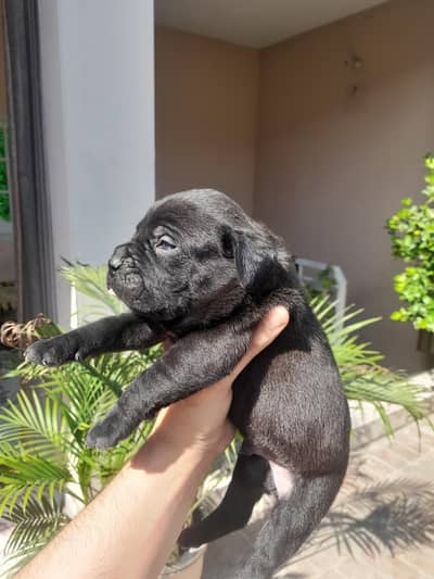 Pitbull Dog puppies For Sale
