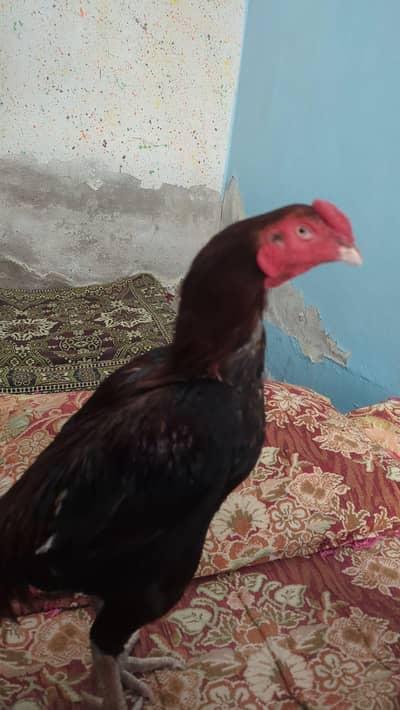 high quality aseel mainwali