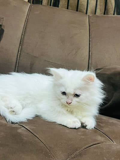 person cat for sale only Whatsapp number 03327945291