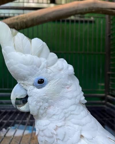 Male Ducorp Cockatoo Playful, Active And Healthy