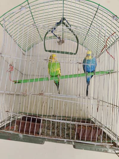 Australian parrots
