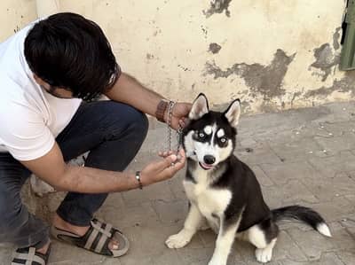 Siberian Husky Female for Sale