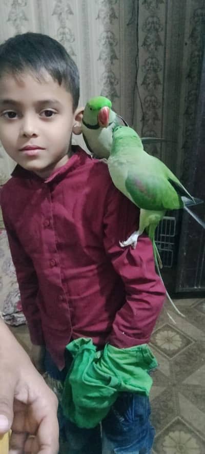 kashmiri Raw parrots talking and hand met