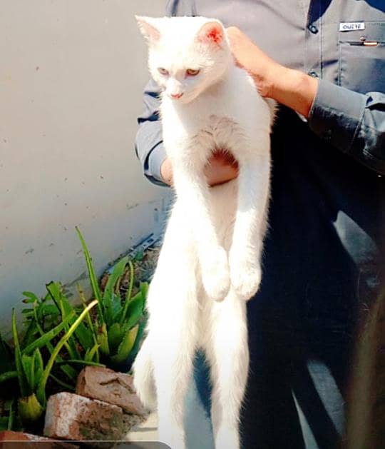 The cat is Birman and age is five months 0