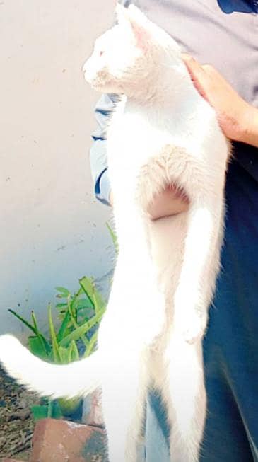 The cat is Birman and age is five months 1