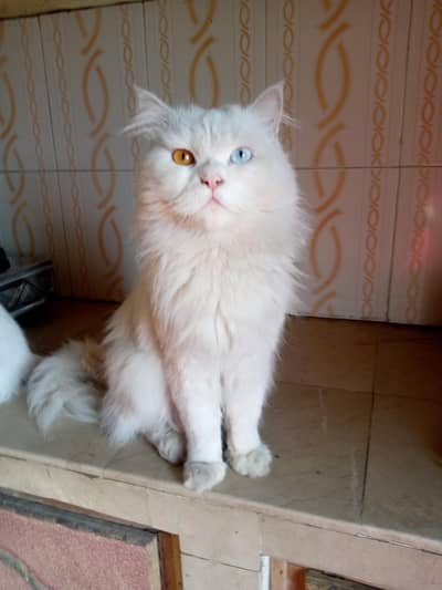 Persian male cat in odd eyes
