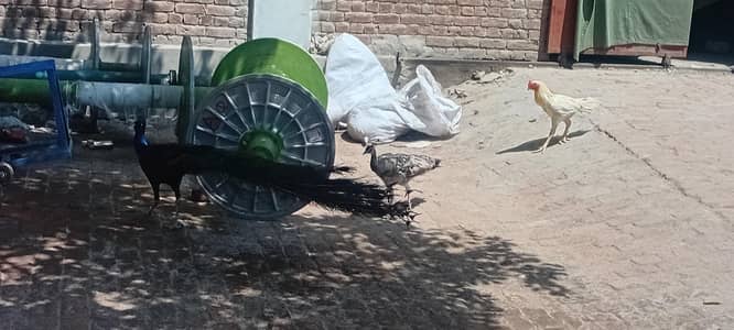 peacock  first time breeder pair