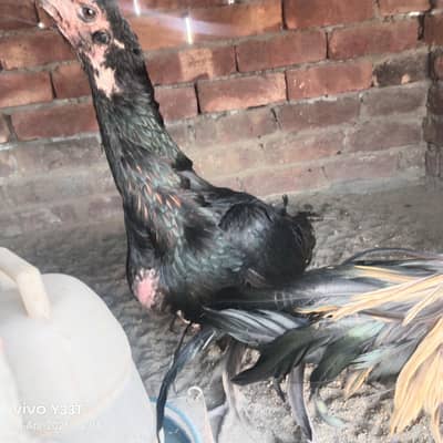 تھائی اور انڈین پیرٹ بیک کراس