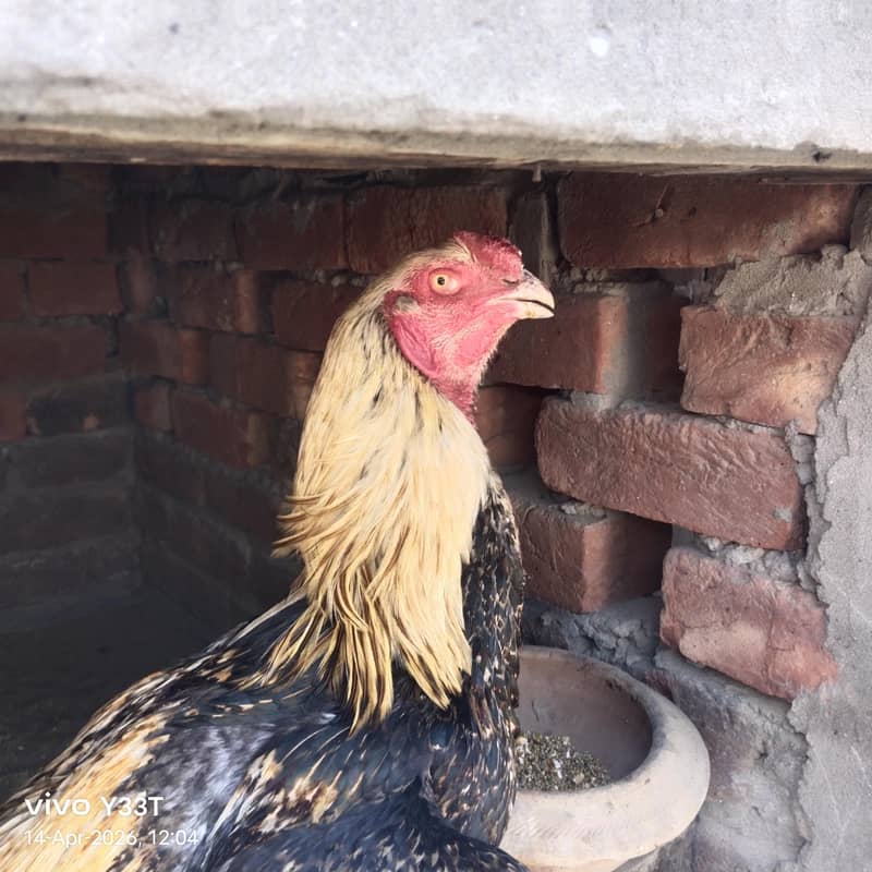 تھائی اور انڈین پیرٹ بیک کراس 1