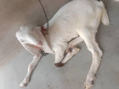 2 dahi mahiny k bacchy hn gulabi