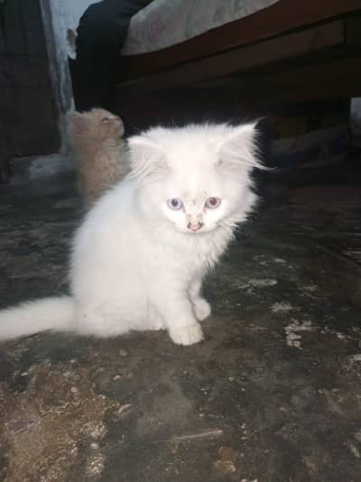 Percion cat kitten for sales