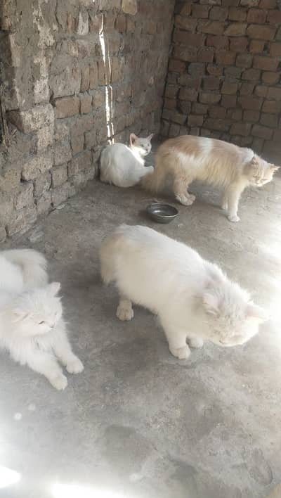 four cats for sale