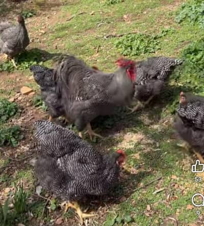 a quality breeder eggs for sale