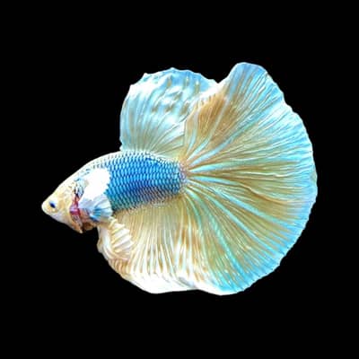 dumbo ear Betta males