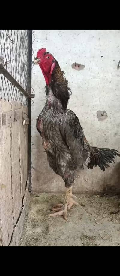 Pure German o Shamo Set