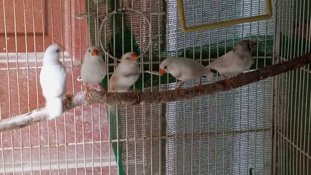 White Java  + White Finch 1