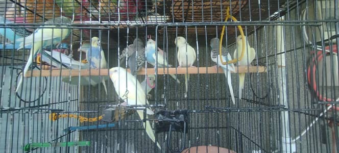 Cocktail Pair and Budgies Pair and Love Birds