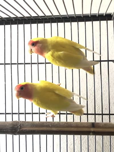 Love birds breeder pair