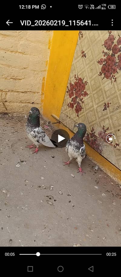 breedr pair for sail