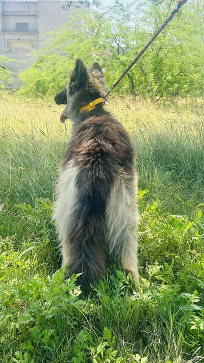 Pure german shephard dog