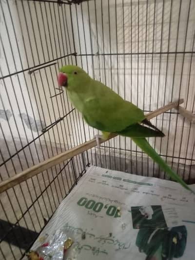 female breeder parrot