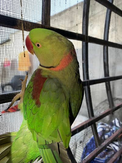 raw parrot male  0318-09796-13
