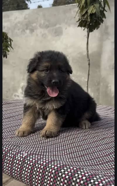 German Shepherd Puppies WhatsApp03201503884