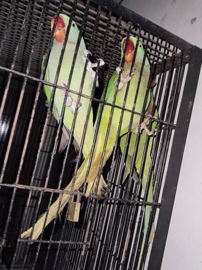 Raw 13500 pr piece 0321.7242445 call