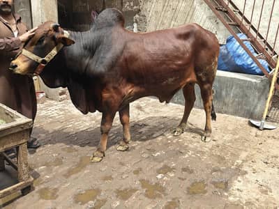 2dany wcha full active