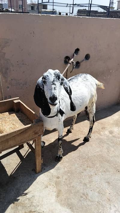 15 Bakray / Bakriyan for Sale – Full Setup Available (Home Breed)