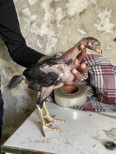 Main wali or Thai chicks active healthy 03243071070