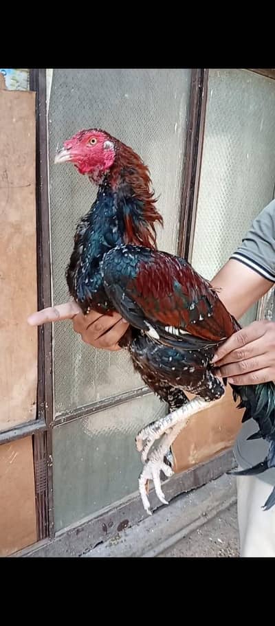 Pure Aseel Rooster for Serious Buyers