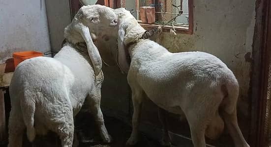 quality larkana sheep available