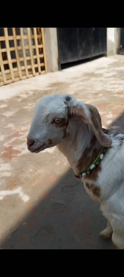 Achi Nasal ki bakri ha female ha 5 mouth ha