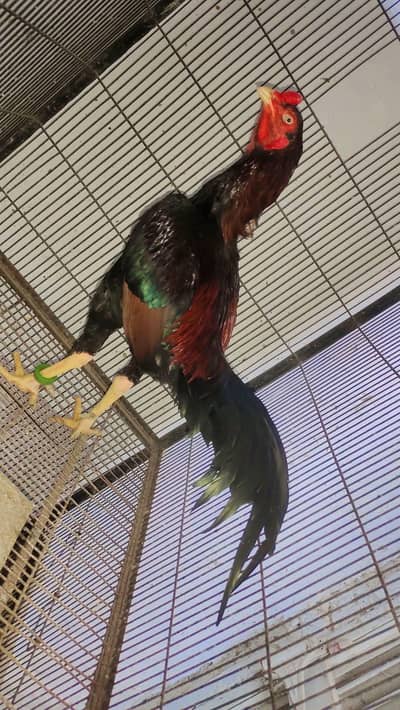 Jap shamo × thaii Bird