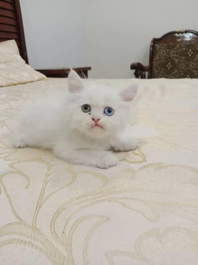 What's app number 03414887795