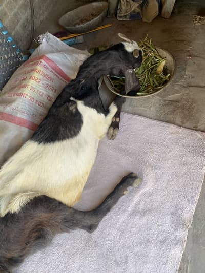 Bakri for sale khati peti thek ha bs khra naue hoa jata