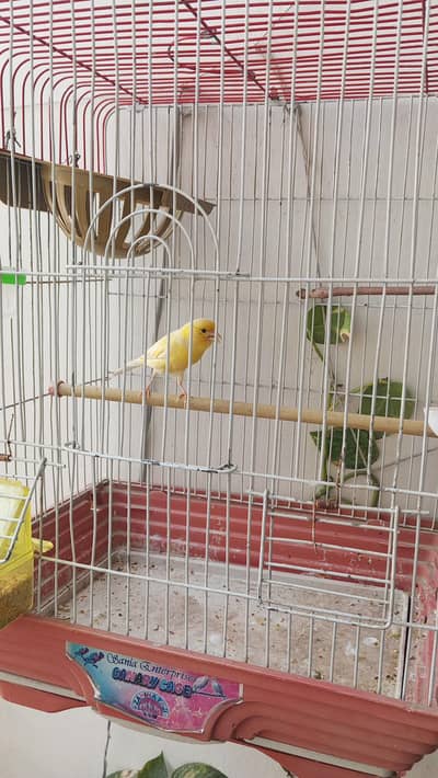 Female Canary for sale