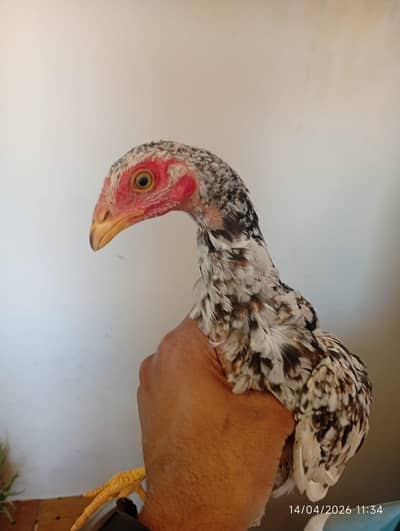 Aseel madi chozy and Murga