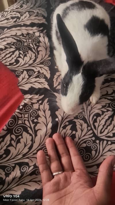 Toono rabbit with female shono and mono