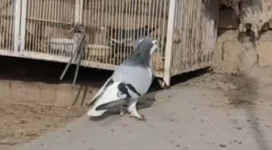 kaboter for sale 20 piece